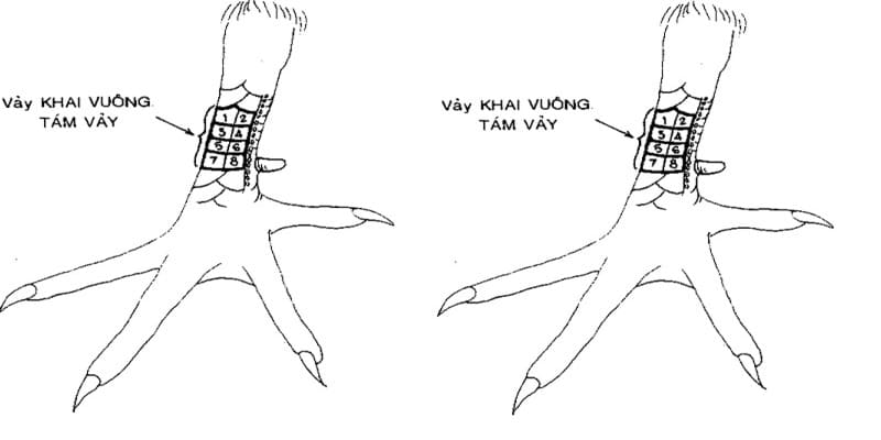Hướng dẫn thành viên cách nhận biết vảy kê