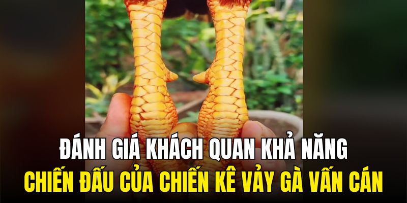 Đánh giá khách quan khả năng chiến đấu của chiến kê vảy gà vấn cán
