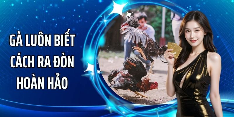 KING88 giúp bạn hiểu rõ về đặc điểm của vảy gà Án Thiên