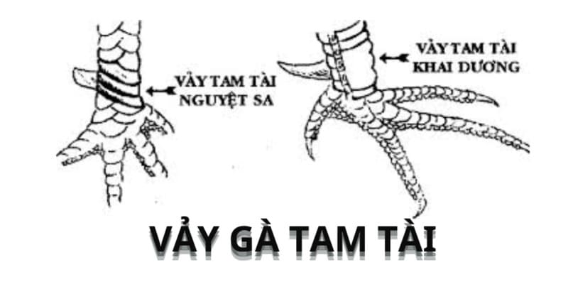 Định nghĩa cần biết về vảy gà quý
