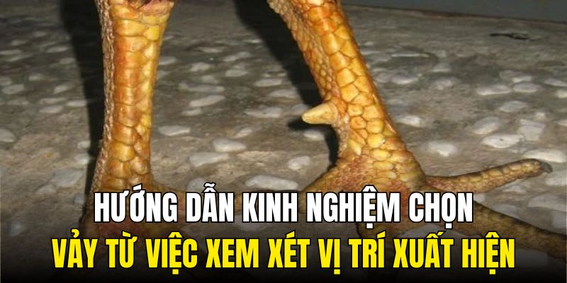 Hướng dẫn kinh nghiệm chọn vảy từ việc xem xét vị trí xuất hiện