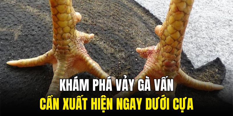 Khám phá vảy gà vấn cần xuất hiện ngay dưới cựa