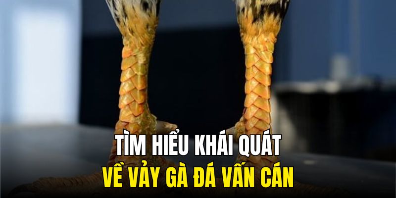 Tìm hiểu khái quát về vảy gà đá vấn cán