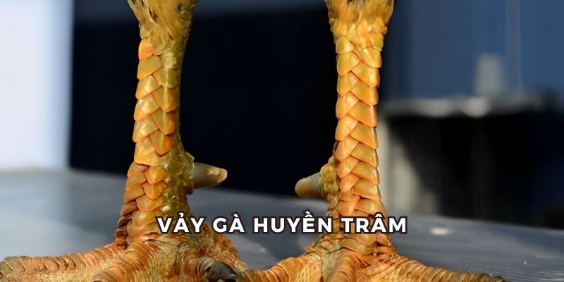 vảy gà huyền trâm