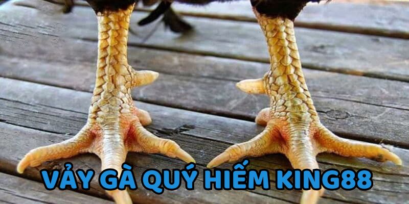 vảy gà quý