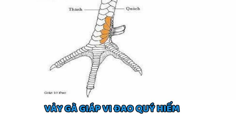Giáp vi đao hướng thẳng vào cược như hình chiếc dao