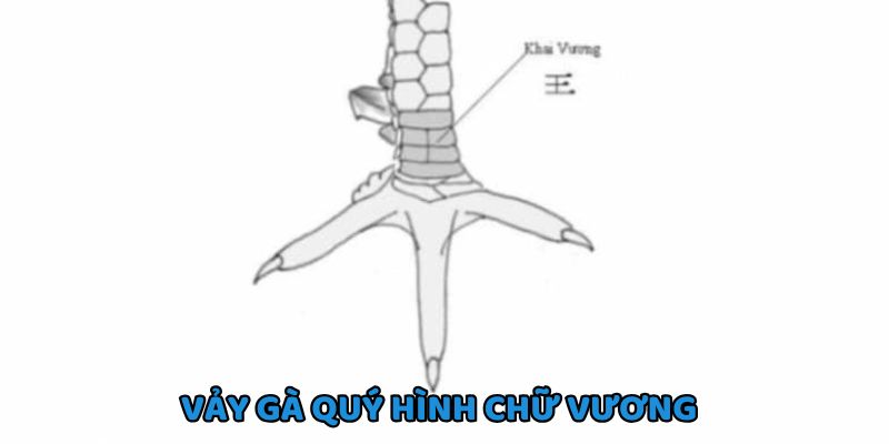 Vảy gà có hình dáng giống chữ Vương
