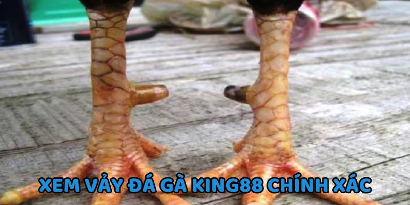 Vảy gà chọi quý sẽ giúp dự đoán kèo đá chính xác