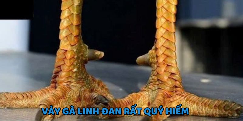 Vảy Linh Đan chắc chắn, xếp đan xen nhìn uy lực