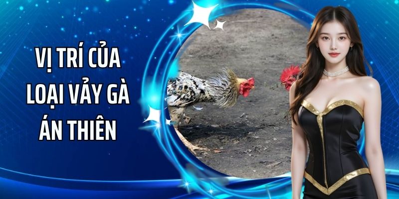 Vảy Án Thiên nằm ở vị trí nào trên cơ thể gà?